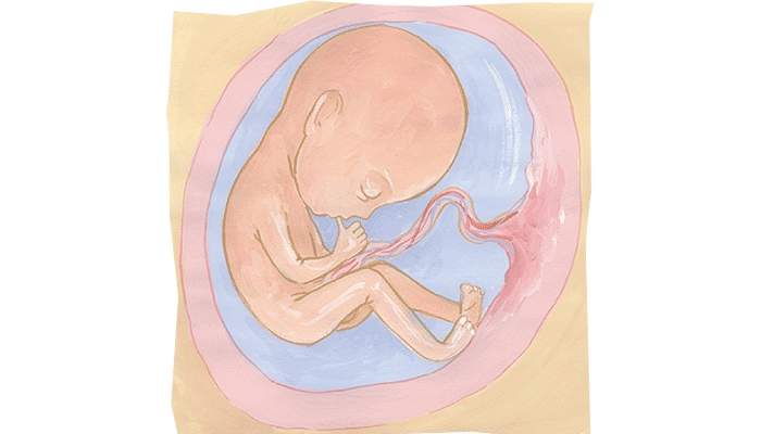 24-й тиждень вагітності