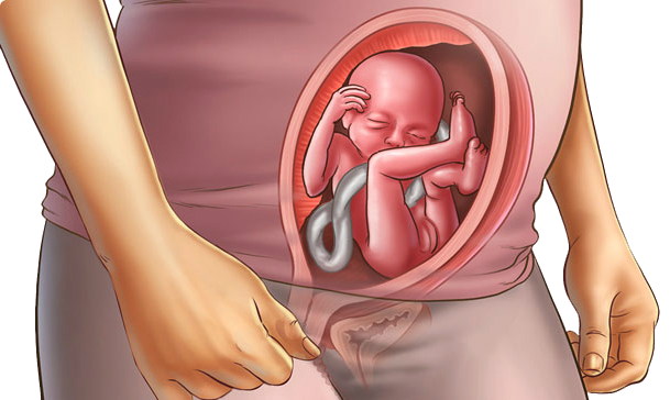 5-й місяць вагітності: детальний календар