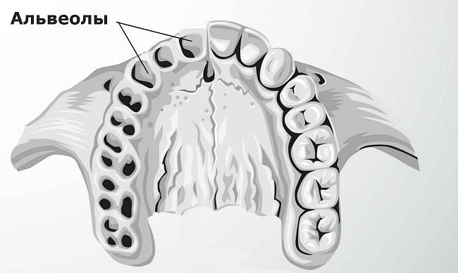 Альвеоли в роті: де знаходиться зубна альвеола (верхня та нижня), фото