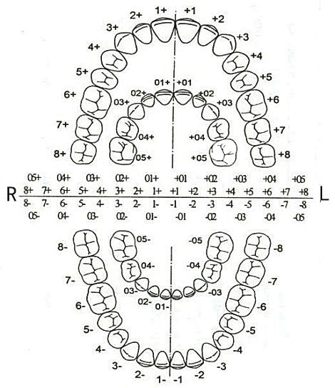Зубна формула у дорослої людини або дітей: розшифровка схеми, як позначається