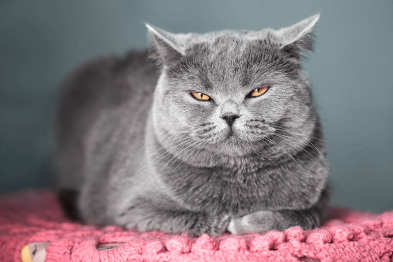 Как создать комфорт для кота